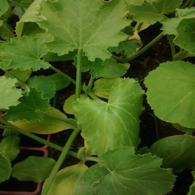 Plant de Courgette Longue Gold Rush BIO