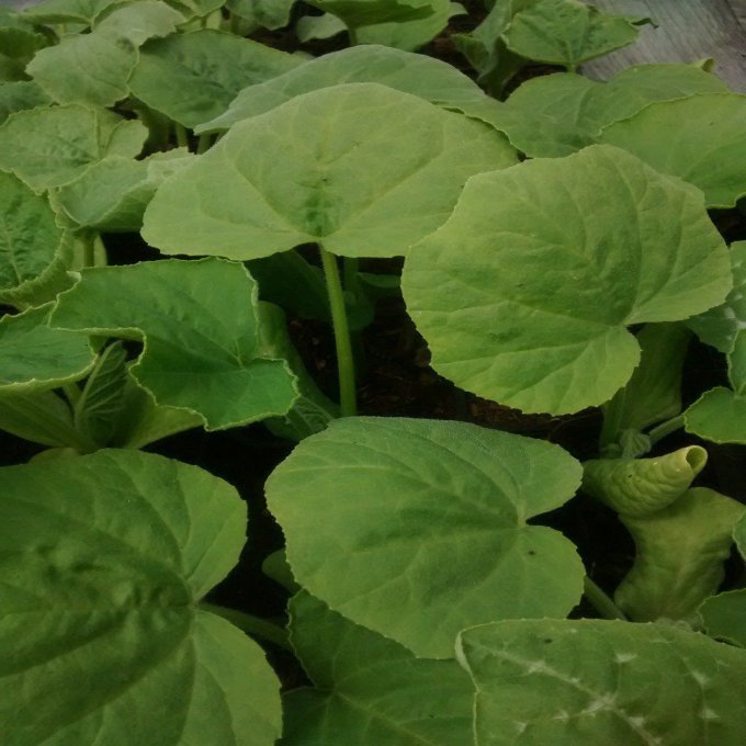 Plant de Courge Spaghetti Végétal BIO
