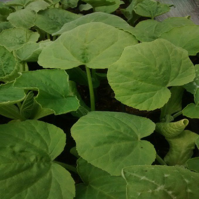 Plant de Courge Butternut BIO