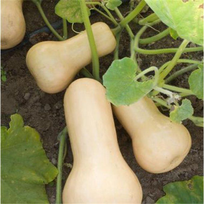 Plant de Courge Butternut BIO