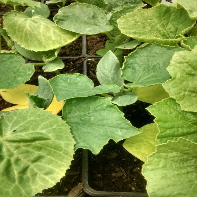 Plant de Concombre Le Généreux BIO