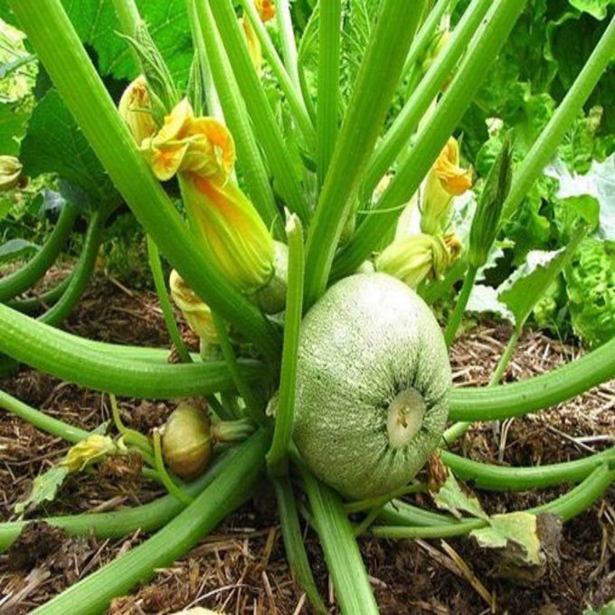 Plant de Courgette Ronde de Nice BIO