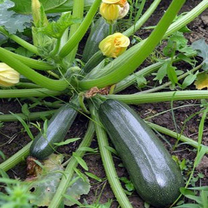 Plant de Courgette Longue Black Beauty BIO