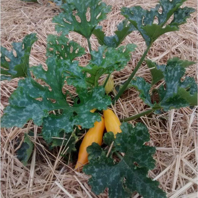 Plant de Courgette Longue Gold Rush BIO
