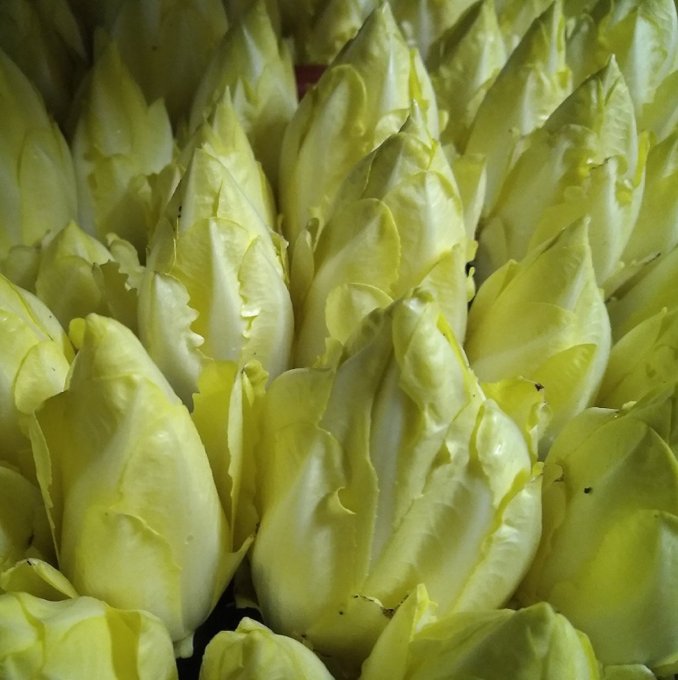 Endive - 8€/kg