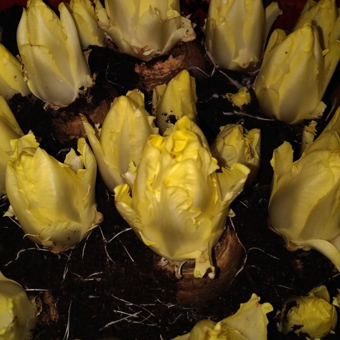 Endive - 8€/kg