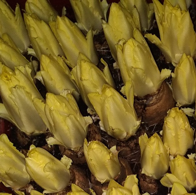 Endive - 8€/kg