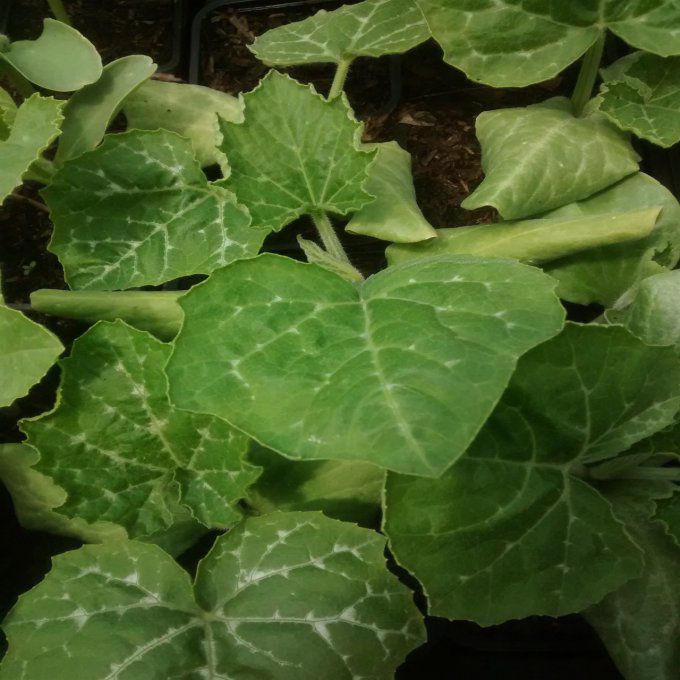 Plant de Courge Musquée de Provence BIO