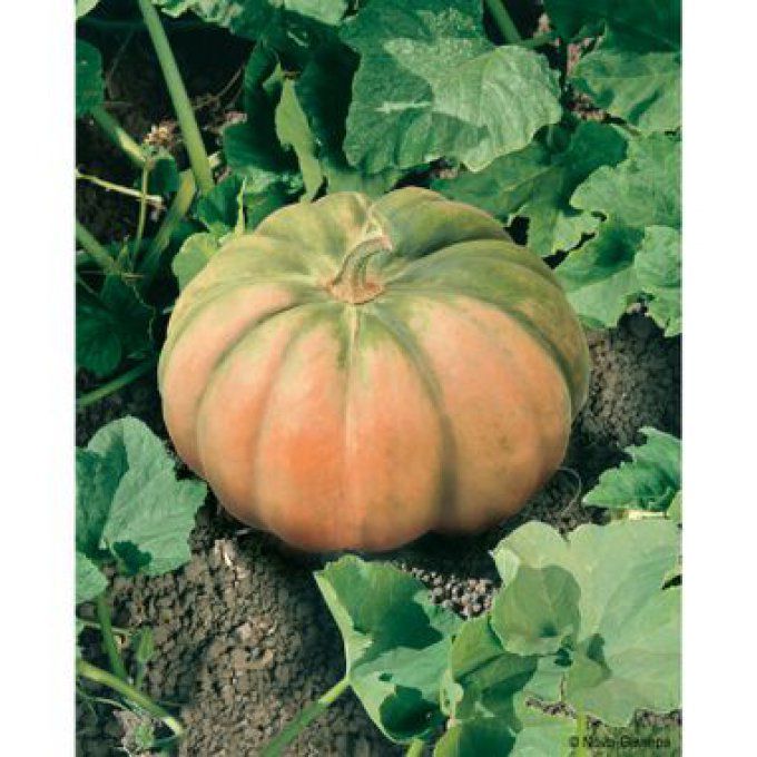 Plant de Courge Musquée de Provence BIO