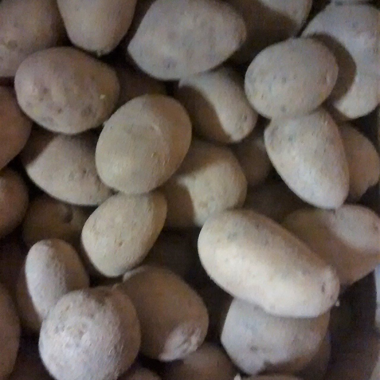 Pomme de terre Cephora BIO 2.50€/kg