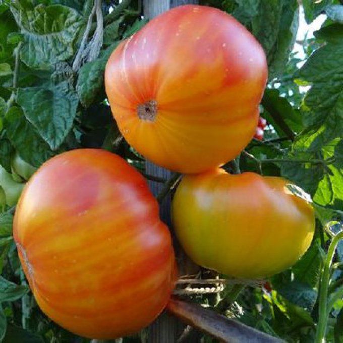 Plant de Tomate Ananas BIO