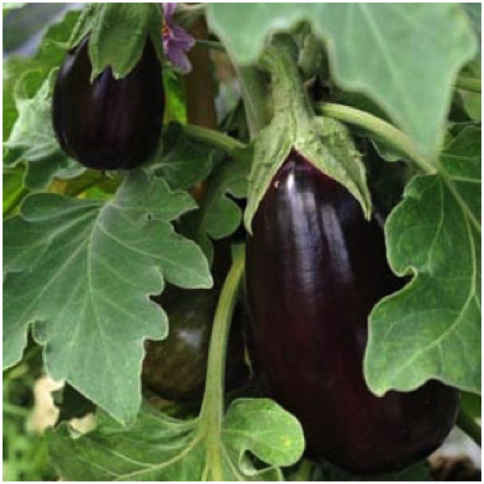 Plant d' Aubergine Black Beauty BIO