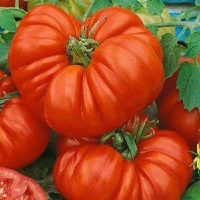 Plant de Tomate Beefsteak BIO