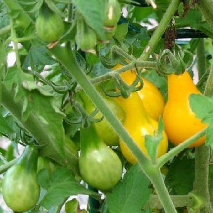 Plant de Tomate Cerise Poire Jaune BIO