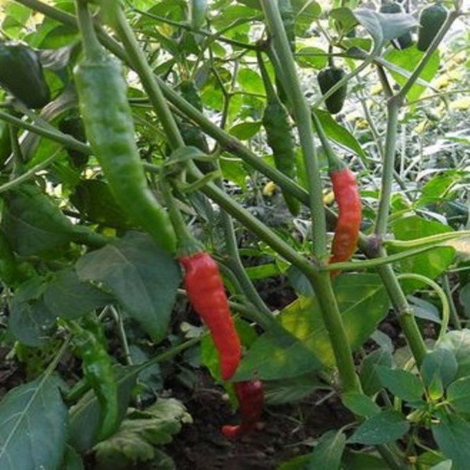 Plant de Poivron Doux des Landes BIO