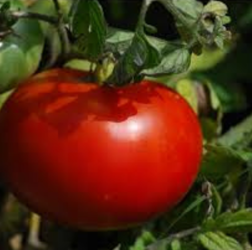 Plant de Tomate Merveille des Marchés BIO