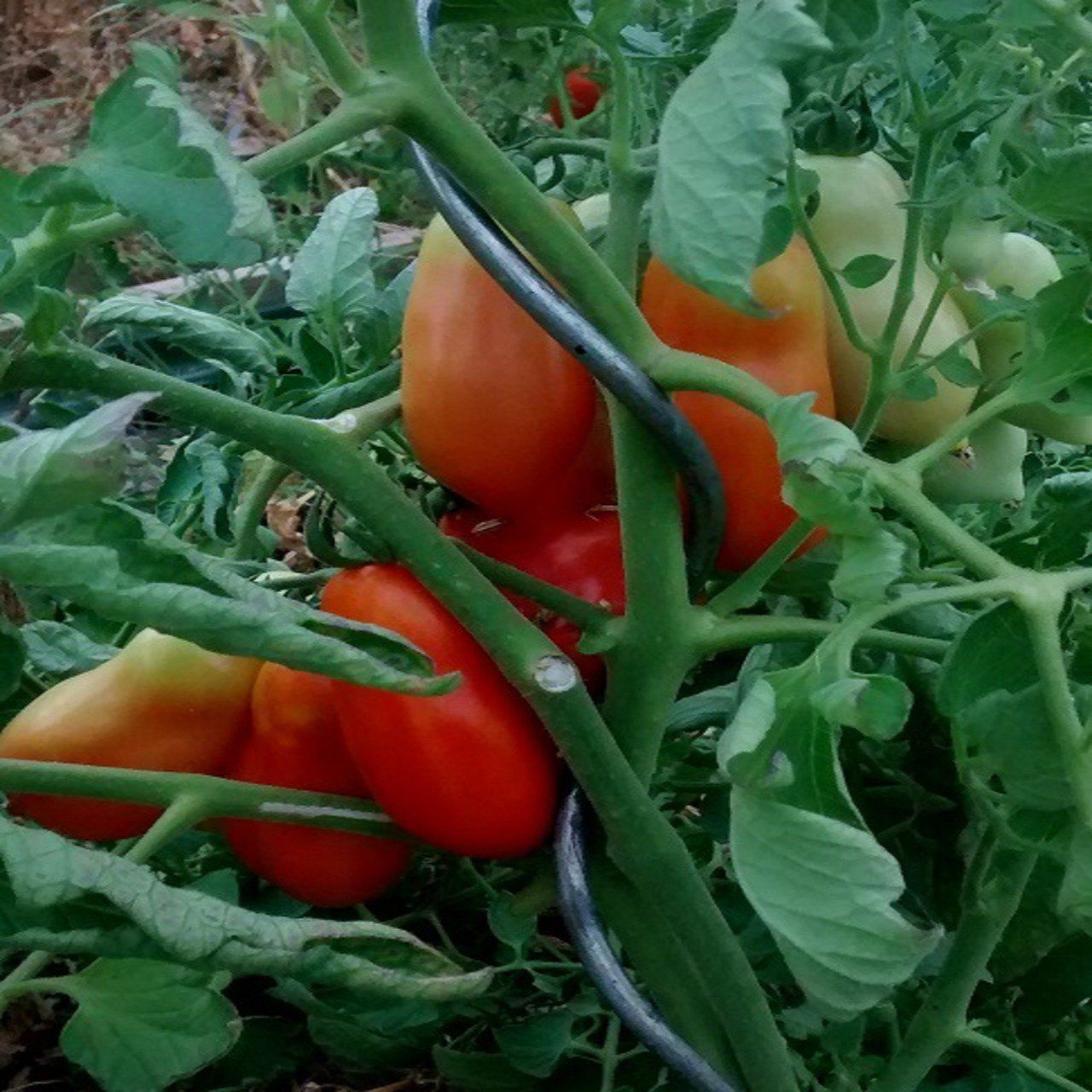 Plant de Tomate allongée San Marzano BIO