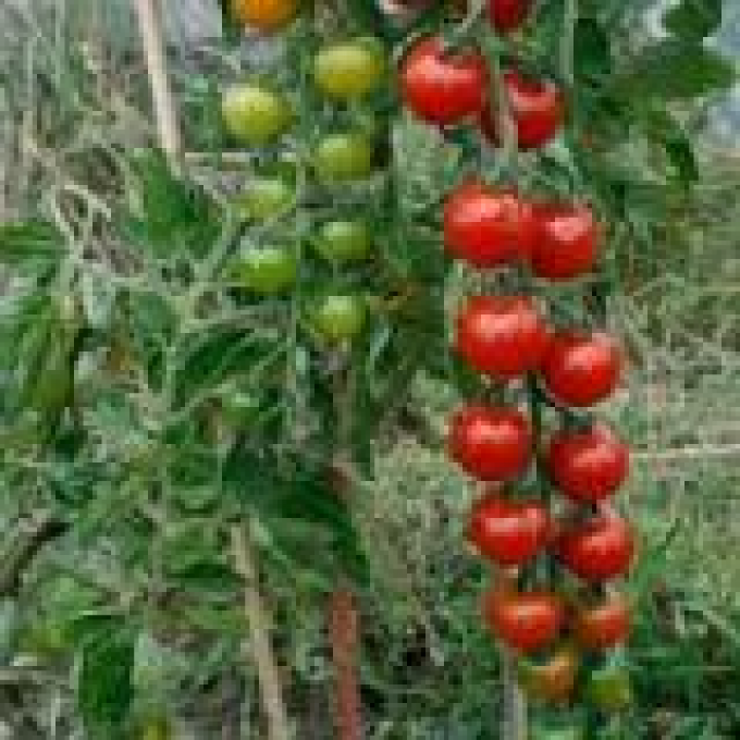 Plant de Tomate cerise Délice des Jardiniers BIO