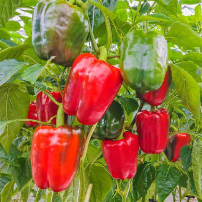 Plant de Poivron Quattro BIO