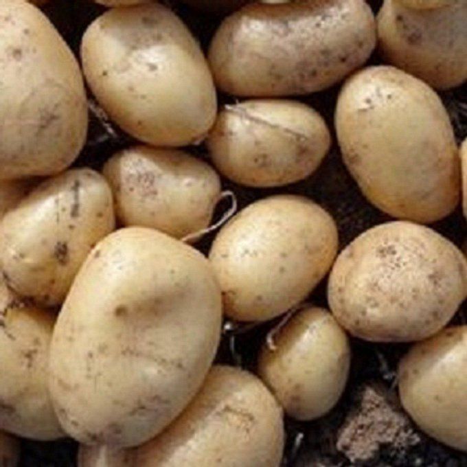 Pomme de terre AGRIA BIO 2.00€/kg
