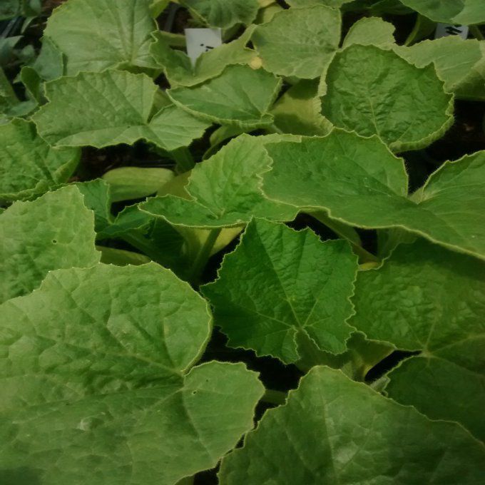 Plant de Potimarron Red Kuri BIO