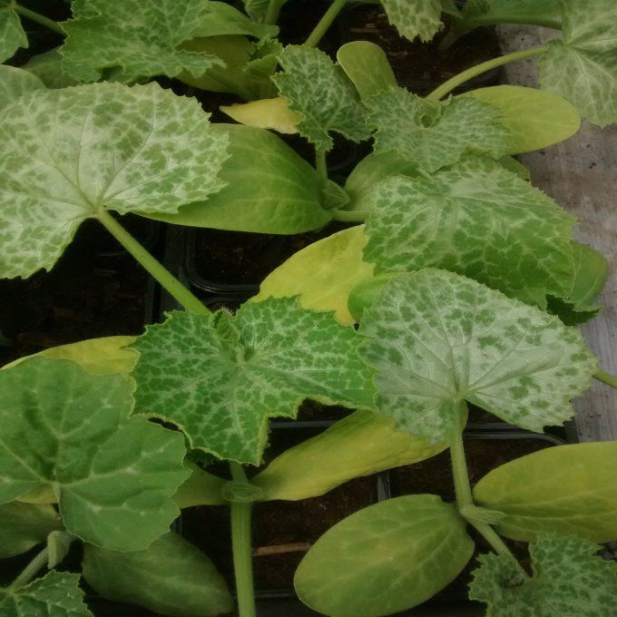 Plant de Courgette Ronde de Nice BIO