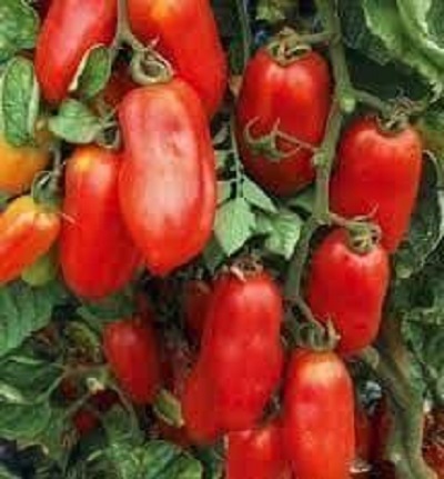 Tomates allongées BIO 3.80€/kg