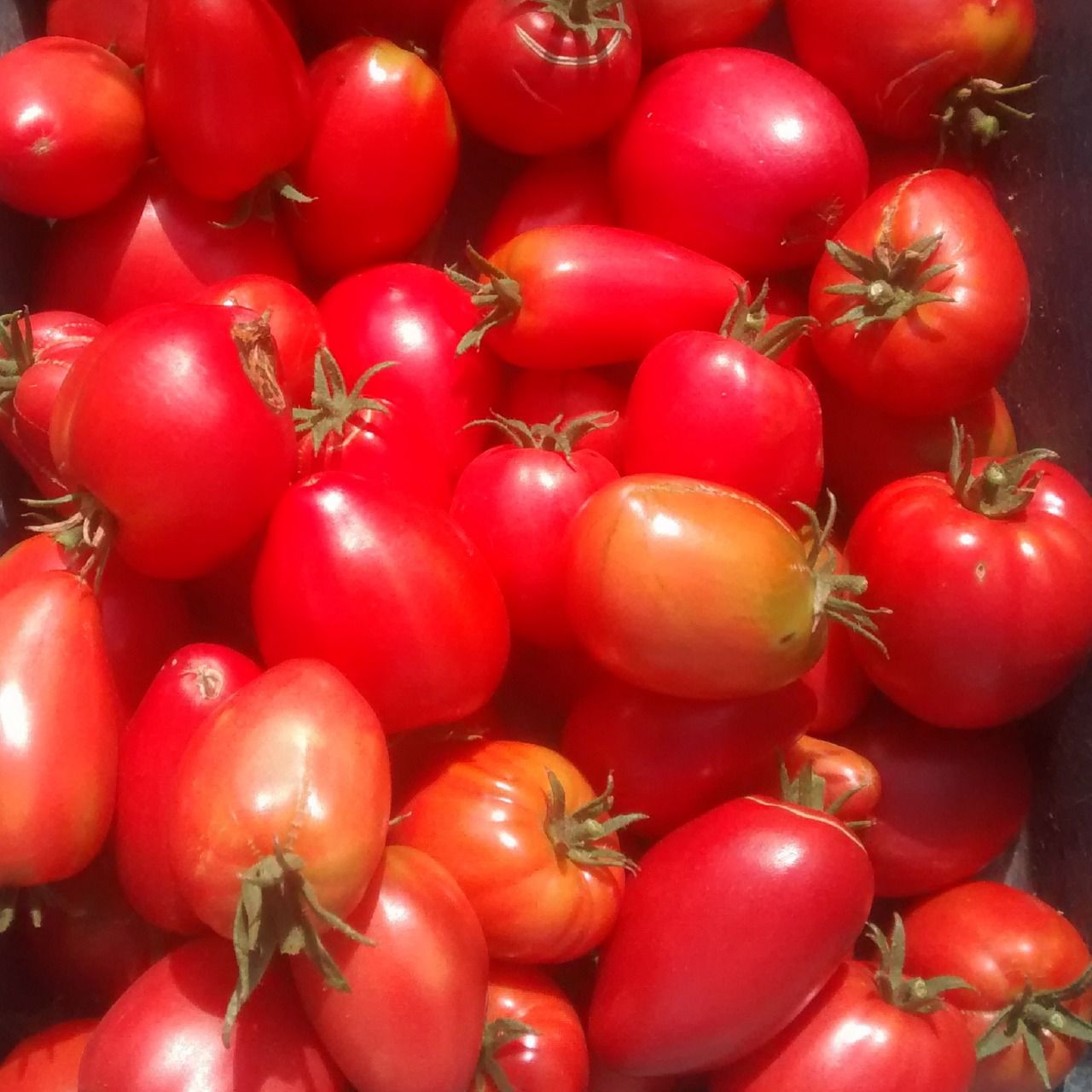 Tomates Cœur de Bœuf BIO