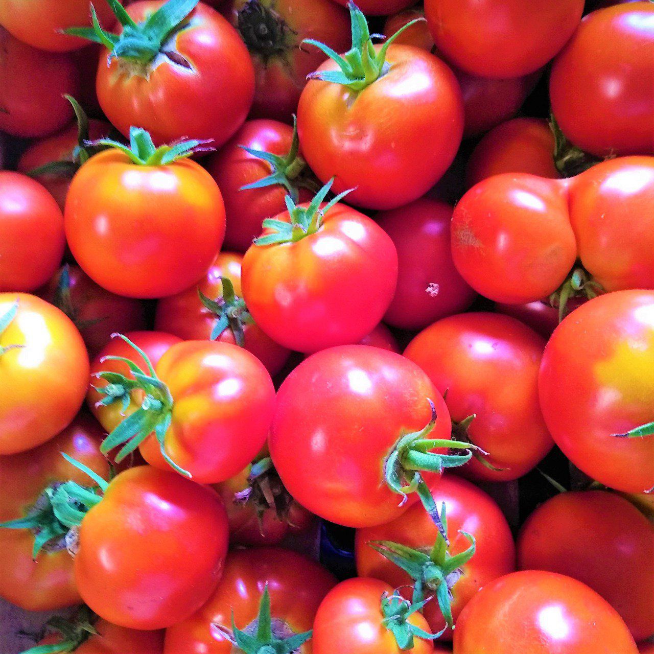 Tomates rondes BIO 3.80€/kg