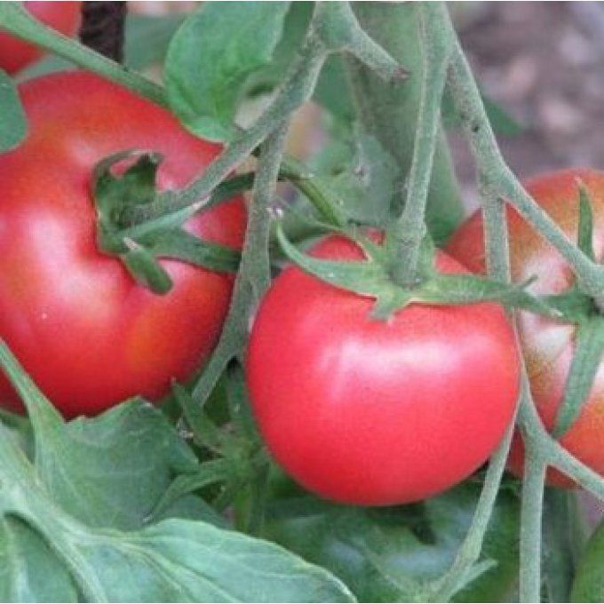 Tomates Rose de Berne BIO 4.50 €/kg