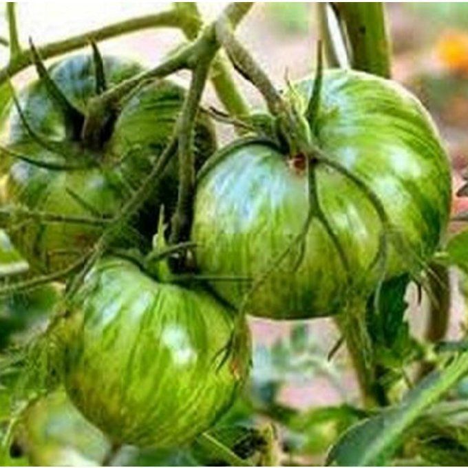Tomates Green Zebra BIO 4.50 €/kg