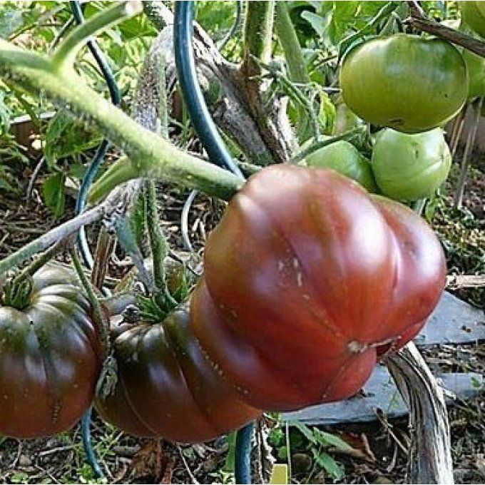 Tomates Noire de Crimée BIO 4.50 €/kg