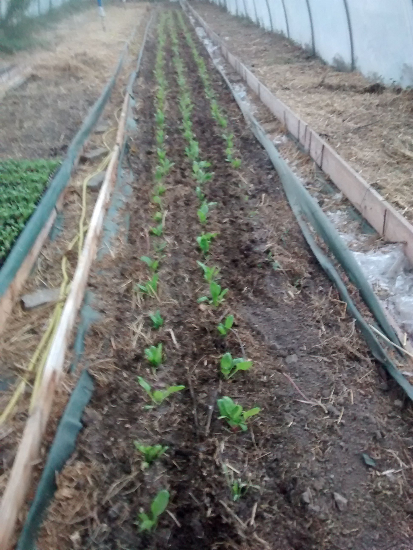 Plantation_blettes