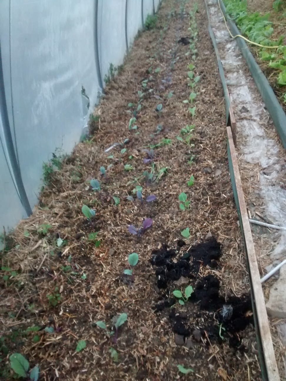 Plantation_choux